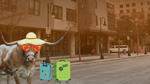 A picture of Bevo wearing a hat and sun glasses with suitcases. Bevo is standing on a sidewalk in West Campus next to an apartment building.