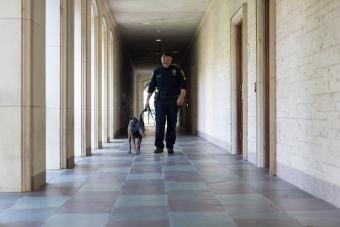 Police officer walking in hallway with police dog