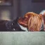 Cat and dog, dog sniffing a cat