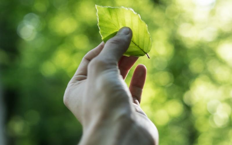 Person holding a leaf